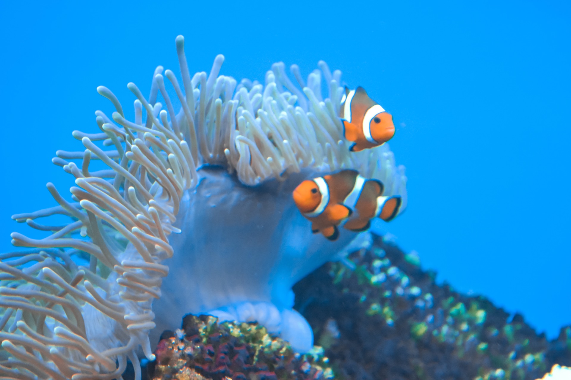 Pair of clownfish in a sea anemone