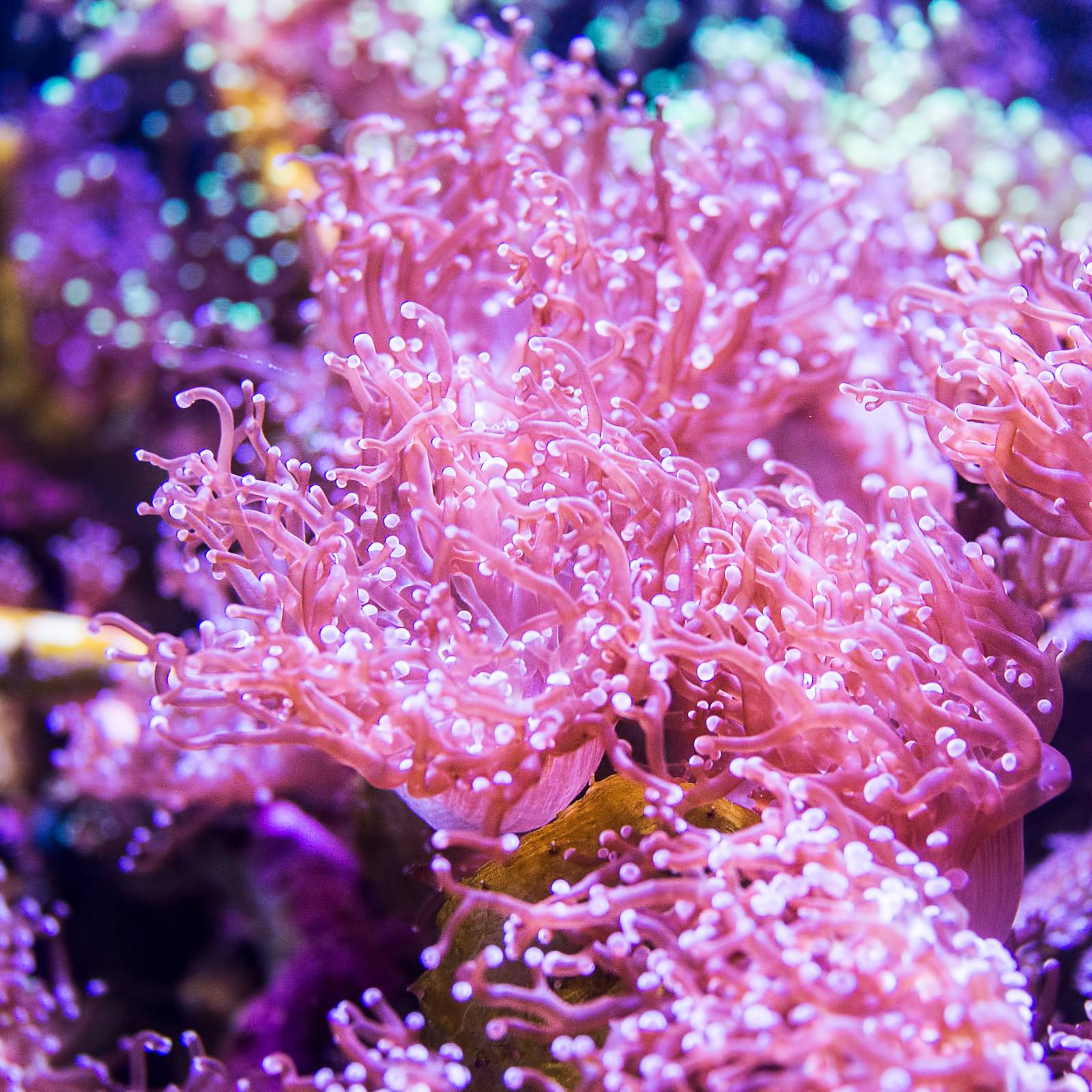 Pink corals on the reef